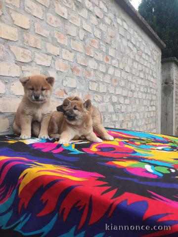 Shiba Inu chiots à vendre