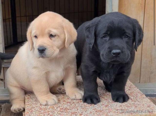 Superbes chiots golden retriever disponible 