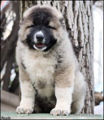 Berger du Caucase chiots