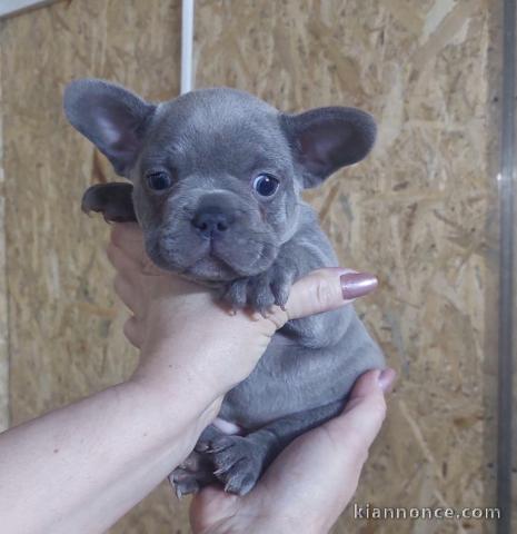 Bouledogue français bleu