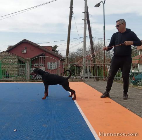 DOBERMAN chiots à vendre