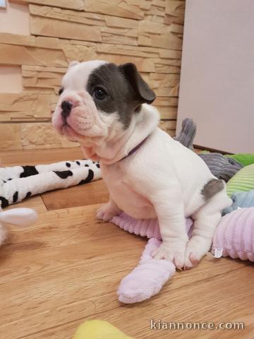  Chiots bouledogue français 