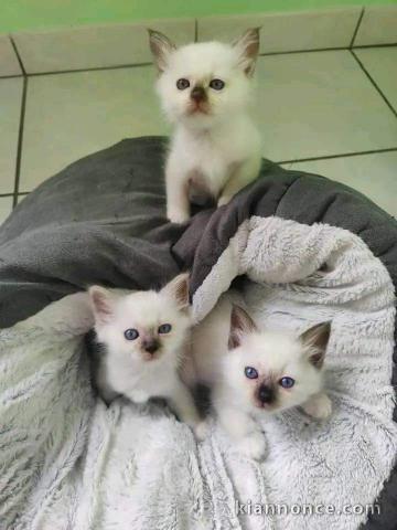 Adopter chatons Ragdoll 