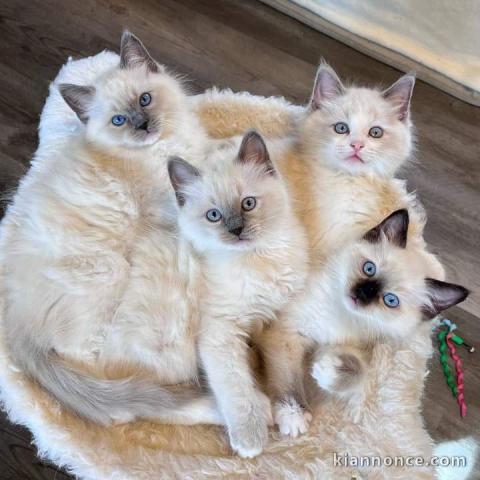 A donner chatons Ragdoll 