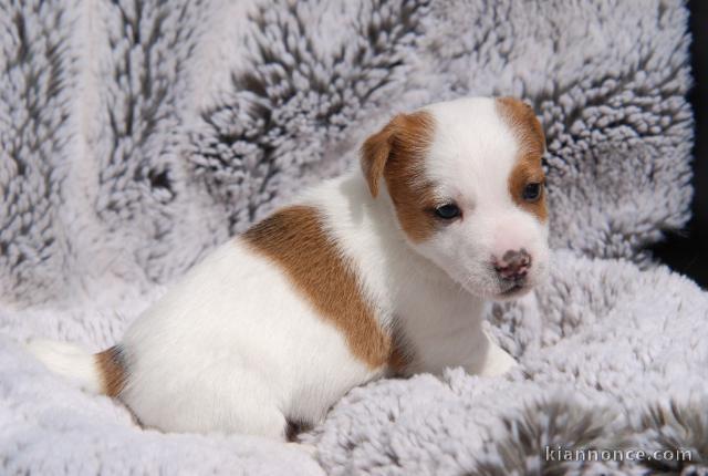 Adorable  bb chiots jack Russel