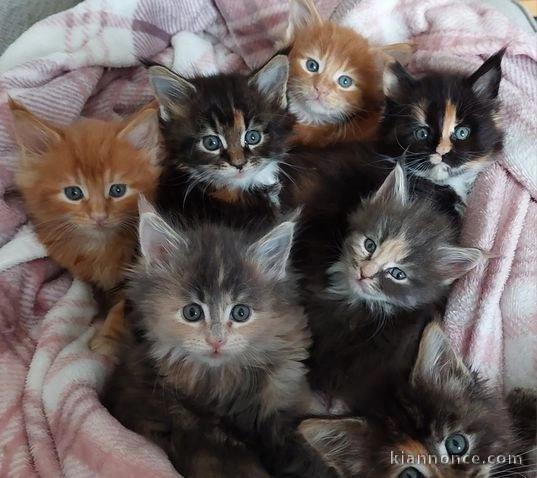 Adorables chatons  Maine Coon