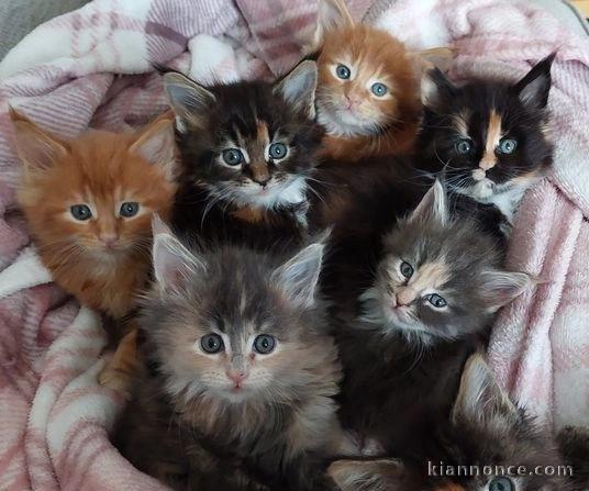 Adorables chatons  Maine Coon A Donner