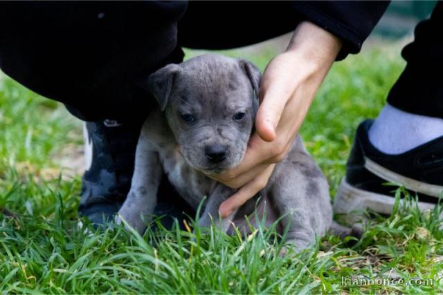 PitBull-Terrier chiots