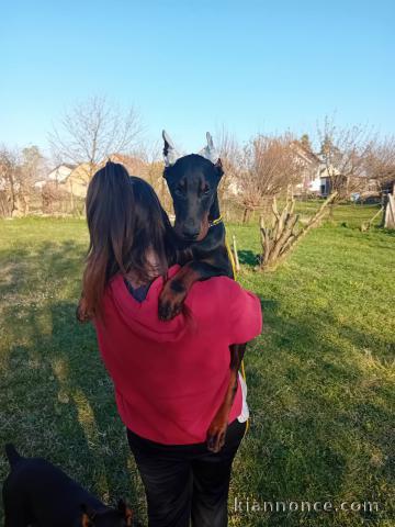 Doberman chiots à vendre