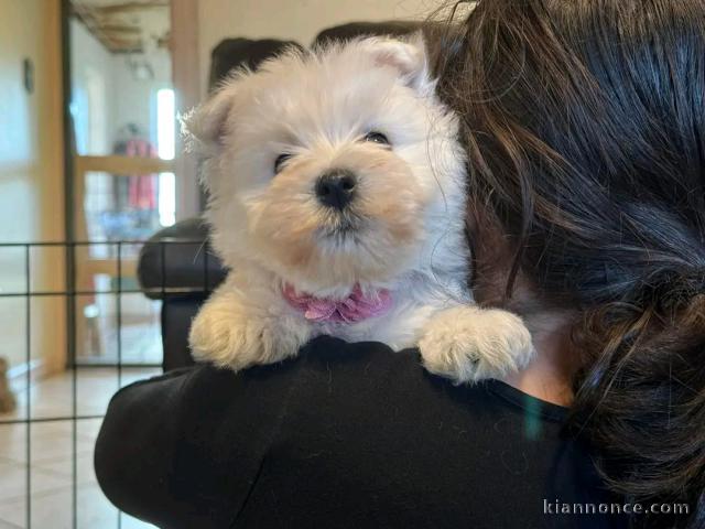 Adorable chiot bichon maltais femelle a donner