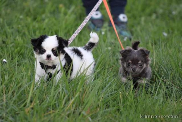 Adorable chiot chihuahua a donner 