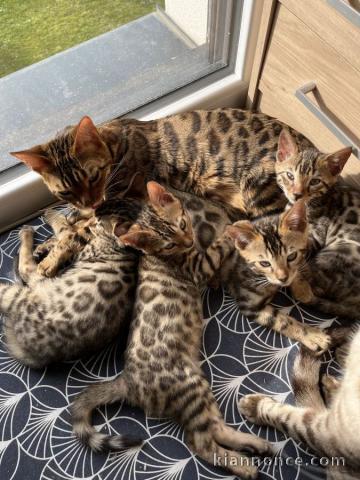 Magnifique petits chatons bengal