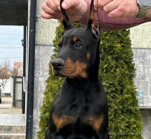 DOBERMAN chiots à vendre