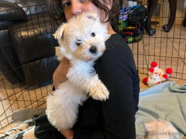 Adorable chiot bichon maltais femelle eh male a donner