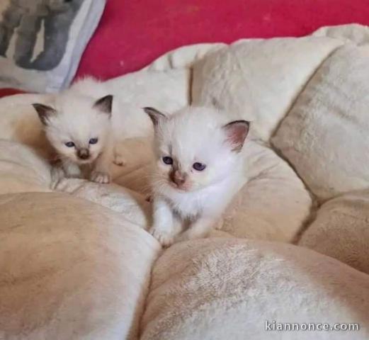 Je donne chaton ragdoll disponible 