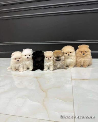 Magnifique chiots chiots spitz nain 