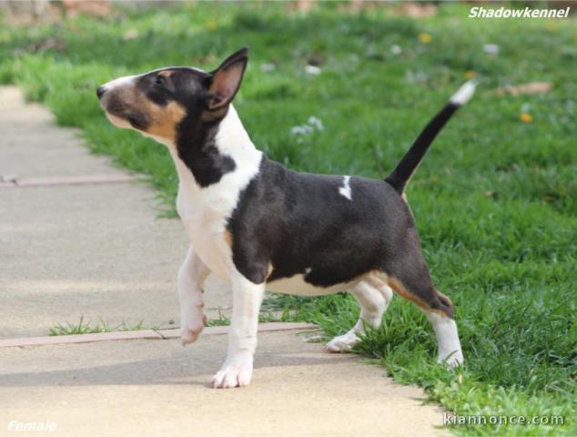 Mini Bull Terrier chiots à vendre