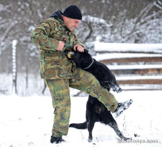 Berger allemand chiens de travail