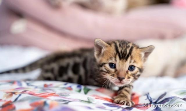 Chatons Bengal Pure Race Nous proposons magnifiques chatons pure 