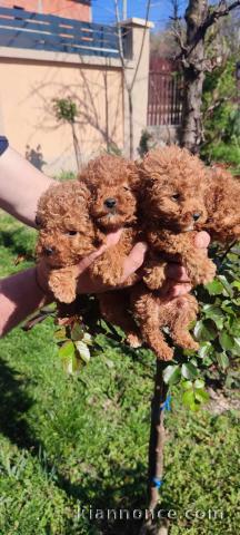 Caniche jouet chiots à vendre