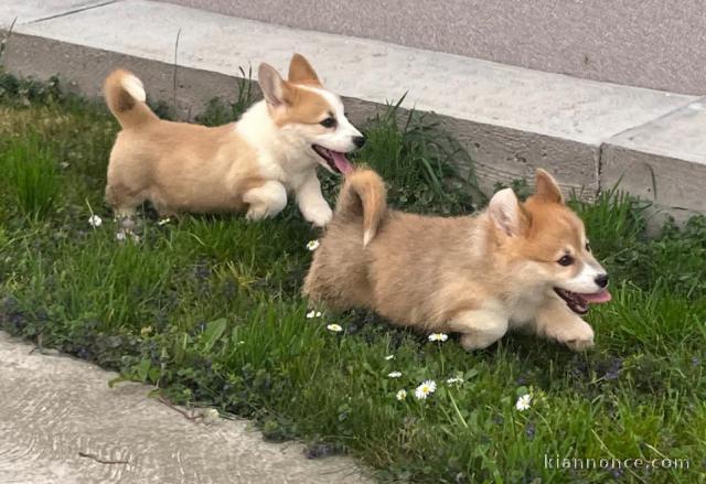 Welsh Corgi Pembroke chiots