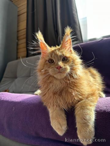 Chaton main coon disponibles de suite 