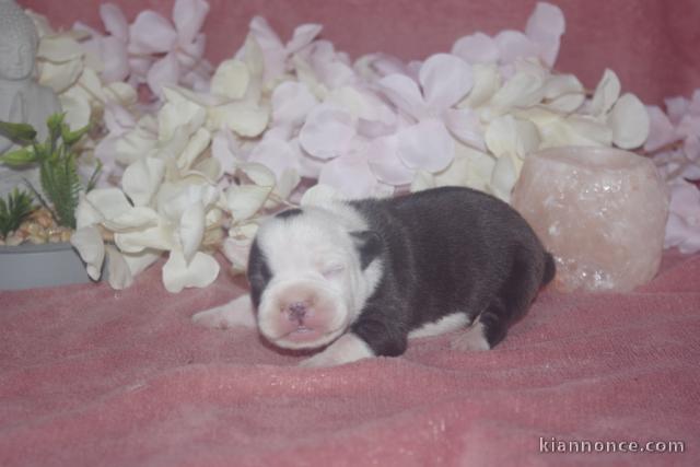 adorables bouledogue français