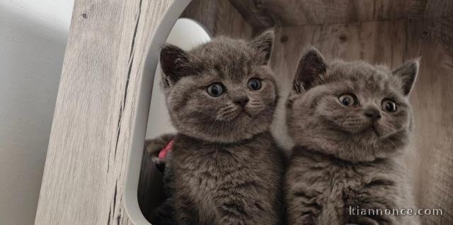 Chatons British shorthair de race Prêt à partir