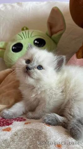 Chaton Ragdoll a donner urgent 