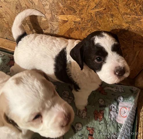 Lagotto romagnolo chiots