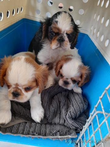 Chiot cavalier king Charles à donner 
