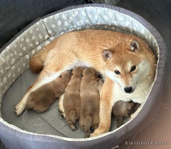 Chiot shiba inu à donner 