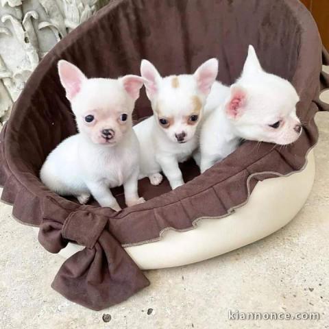 Chiot chihuahua mâle et femelle disponibles 