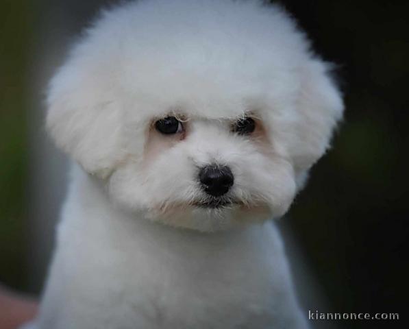 Bichon frisé chiot mâle