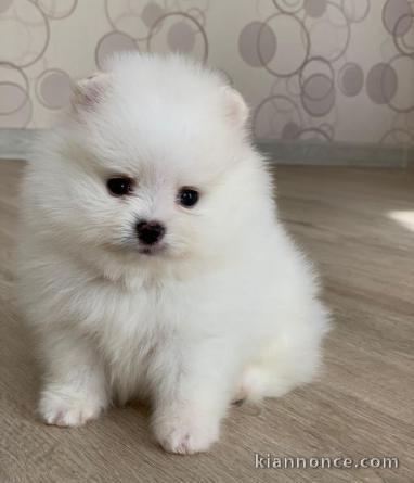 chiot Spitz pomeranian a donner