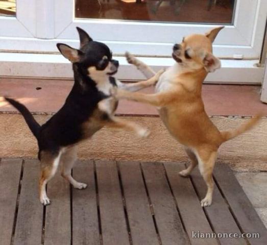 Chiots chihuahua a donner 