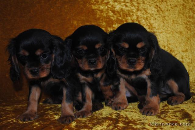 Chiot cavalier king charles pour adoption 