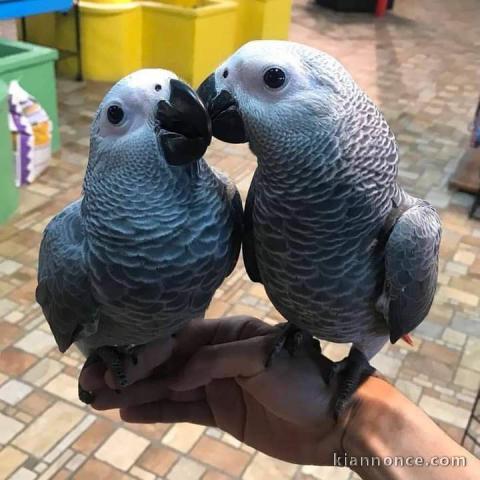 Couple perroquet gris du Gabon à donner 