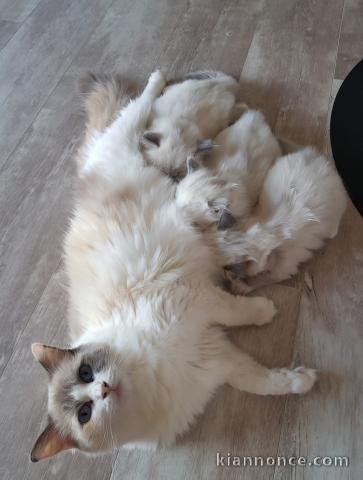 A donner chaton de race ragdoll