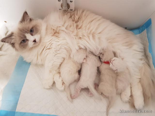 A donner chaton de race ragdoll