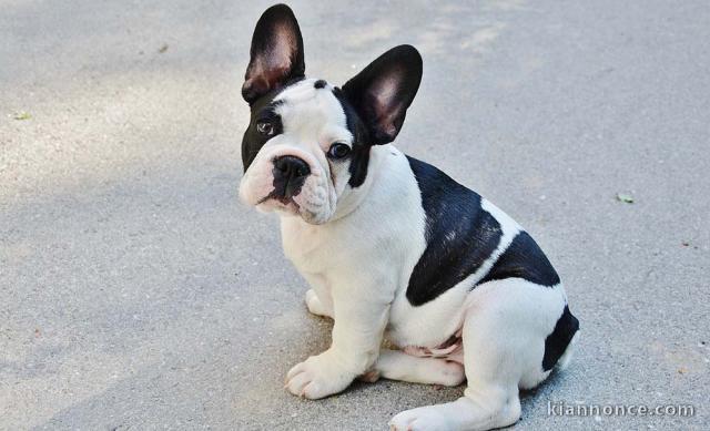 Chiots bouledogue français