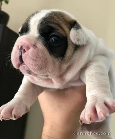 Chiots bouledogue français