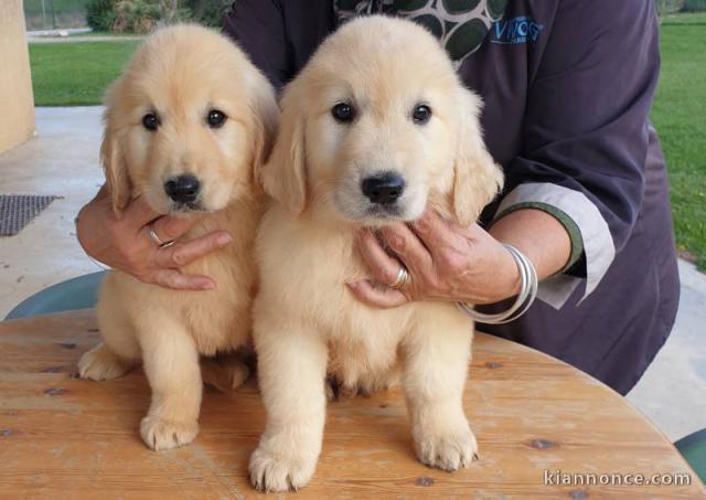 Chiots golden retriever