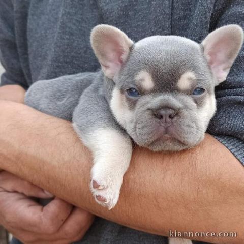 Chiots bouledogue français