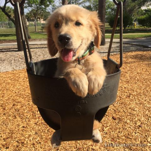 Chiots golden retriever