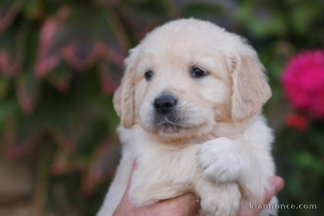 Chiots golden retriever