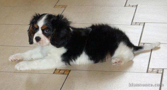 Chiot cavalier king Charles