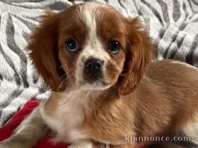 Chiot cavalier king Charles