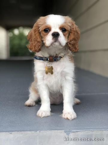 Chiot cavalier king Charles