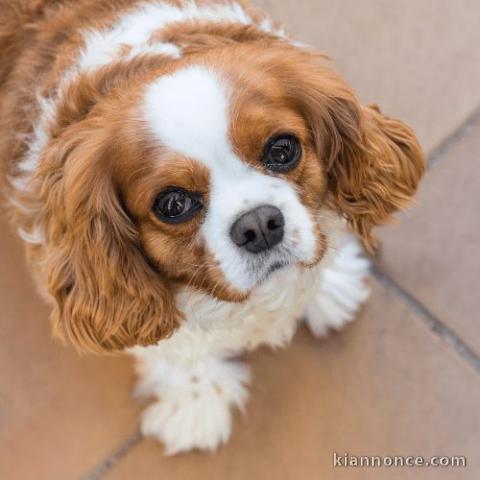 Chiot cavalier king Charles